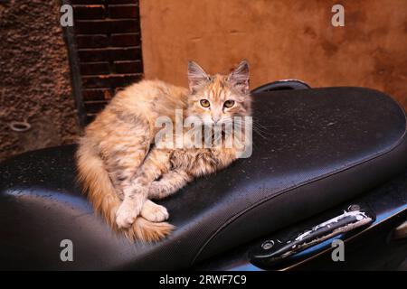 Straßenkatzen von Marrakesch, Marokko. Einheimische Hauskatze sitzt auf einem Motorroller. Stockfoto