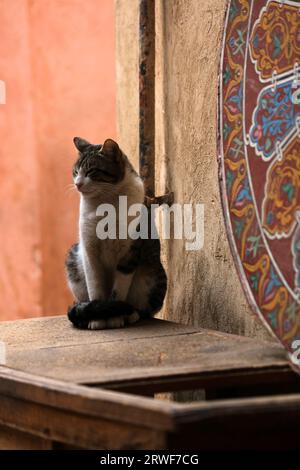 Straßenkatzen von Marrakesch, Marokko. Einheimische Hauskatze sitzt auf einem Tisch. Stockfoto