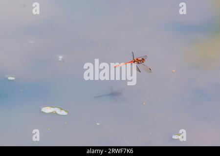 Eine rote Libelle (Sympetrum striolatum) auf dem Flügel im Flug und Schatten an einem Teich auf Horsell Common, Woking, Surrey, Südostengland Stockfoto