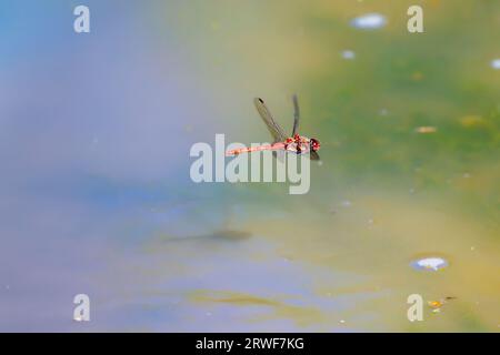 Eine rote Libelle (Sympetrum striolatum) auf dem Flügel im Flug und Schatten an einem Teich auf Horsell Common, Woking, Surrey, Südostengland Stockfoto