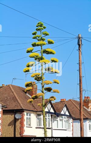 Eine blühende Agave Americana Pflanze, die in einem Vorstadtgarten Shepperton Surrey England wächst Stockfoto