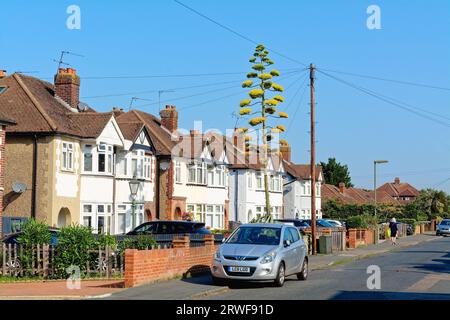 Eine blühende Agave Americana Pflanze, die in einem Vorstadtgarten Shepperton Surrey England wächst Stockfoto