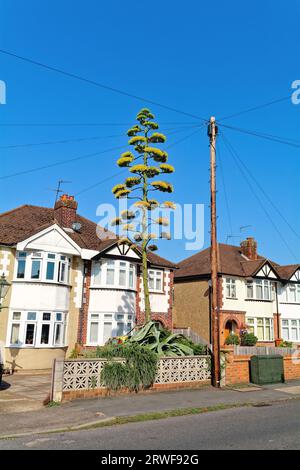 Eine blühende Agave Americana Pflanze, die in einem Vorstadtgarten Shepperton Surrey England wächst Stockfoto