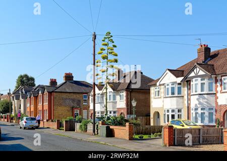 Eine blühende Agave Americana Pflanze, die in einem Vorstadtgarten Shepperton Surrey England wächst Stockfoto