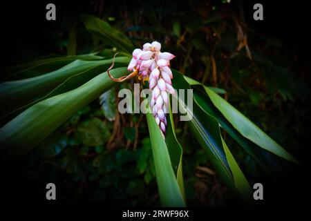 Blume in Manoa Falls, Oahu, Hawaii Stockfoto