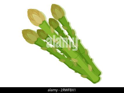 Vektor-Illustration des Spargel-Frischgemüse. Leckeres gesundes Essen Stock Vektor