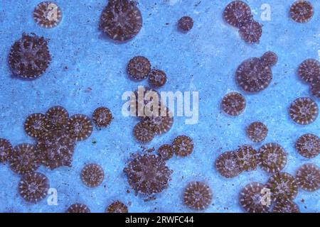 Eine Gruppe umgedrehter Quallen, Cassiopea Andromeda im Marine-Aquarium. Theriologie, Biodiversität, Unterwasserwelt, Wasserorganismen Stockfoto