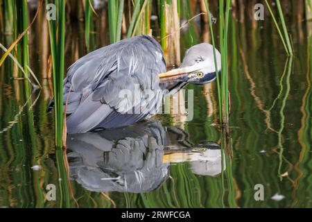 Grey Heron, Ardea cinerea, Sussex, Großbritannien Stockfoto