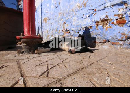 Der süße Schwarze und Weiße Straßenhund lag schlafend in der Sonne, auf einem Sternenpfad in Chefchaouen, Blue City, Nordmarokko, neben einem roten Hydranten Stockfoto