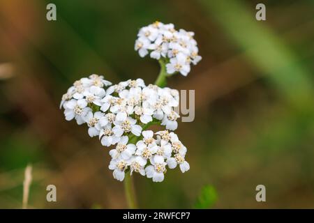 Weiße Blüten der Schafgarbe, Achillea millefolium, aus der Familie der Asteraceae. Sussex, Großbritannien Stockfoto