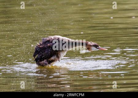 Großartiger Crested Grebe, Podiceps Cristatus, Sussex, UK Stockfoto