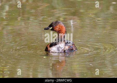 Little Grebe oder Dabchick, Tachybaptus ruficollis, Sussex, UK Stockfoto