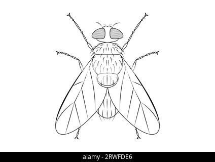 Schwarz-weiß Green Fly Clipart Vektor isoliert auf weißem Hintergrund. Malseite einer grünen Fliege Stock Vektor