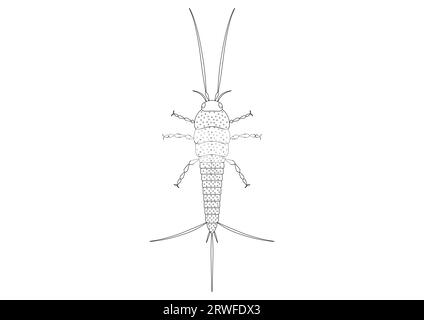 Schwarz-weiß Thysanura Insect Vector Clipart. Malseite einer Thysanura Stock Vektor