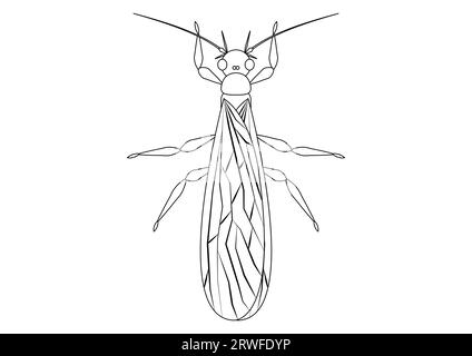 Schwarz-weiß Steinfliege Insect Clipart Vektor isoliert auf weißem Hintergrund. Malseite eines Steinfliegen-Insekts Stock Vektor