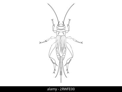 Black and White House Cricket Clipart. Malseite von House Cricket Stock Vektor