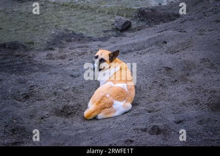 Ein obdachloser Mongrel-Hund liegt auf einer Baustelle in der Stadt auf dem Boden, Nahaufnahme. Stockfoto
