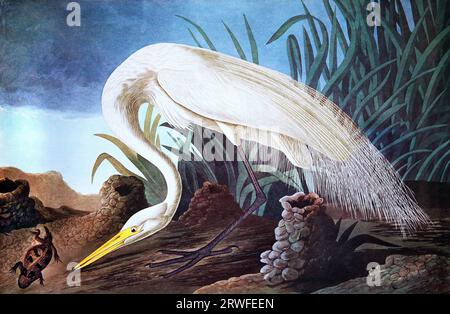 Großer Weißreiher von John James Audubon (1785–1851) aus The Birds of America (1827–38). Ardea alba. Stockfoto