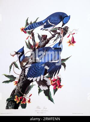 Blue Jay (Cyanocitta cristata) von John James Audubon (1785-1851) aus „The Birds of America“ (1827-38). Stockfoto