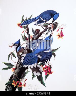 Blue Jay (Cyanocitta cristata) von John James Audubon (1785-1851) aus „The Birds of America“ (1827-38). Stockfoto