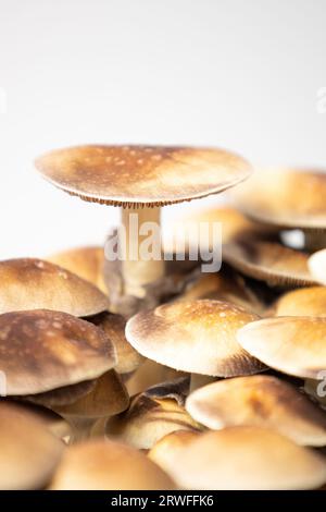 Viele Pilze der Art Psilocybe cubensis Argentina auf weißem Hintergrund. Stockfoto