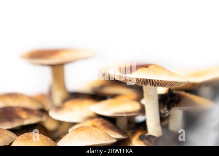 Viele Pilze der Art Psilocybe cubensis Argentina auf weißem Hintergrund. Stockfoto