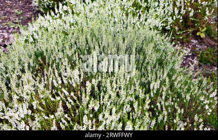 Nahaufnahme der kompakten weißen Blüten des Sommers und der herbstblühenden gemeinsamen Gartenheide calluna vulgaris josefine. Stockfoto