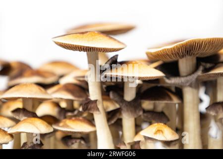 Viele Pilze der Art Psilocybe cubensis Argentina auf weißem Hintergrund. Stockfoto