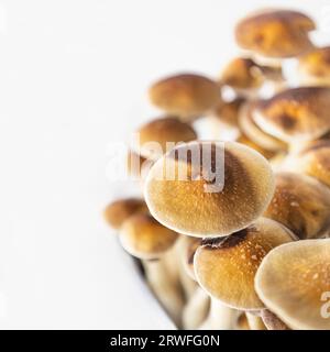 Viele Pilze der Art Psilocybe cubensis Argentina auf weißem Hintergrund. Stockfoto