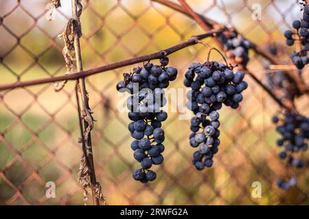 Eiswein. eiswein, eiswein, eiswein, süßester Wein stammt aus Trauben, die nach dem ersten Frost geschreddert wurden. Verwelkte gelbe Blätter von Trauben im Herbst Stockfoto