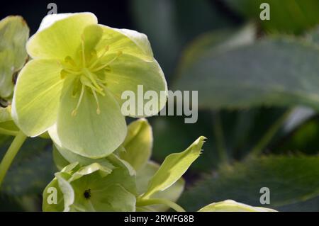 Hellgrüne Helleborus Argutifolius (Corsican hellebore) Blumen, die in einem englischen Cottage Garden, Lancashire, England, Großbritannien angebaut werden. Stockfoto