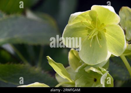 Hellgrüne Helleborus Argutifolius (Corsican hellebore) Blumen, die in einem englischen Cottage Garden, Lancashire, England, Großbritannien angebaut werden. Stockfoto