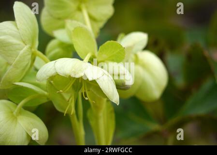 Hellgrüne Helleborus Argutifolius (Corsican hellebore) Blumen, die in einem englischen Cottage Garden, Lancashire, England, Großbritannien angebaut werden. Stockfoto