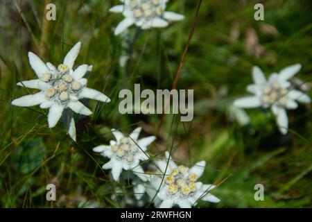 Artenreiche Blumenwiesen im Waliser Val de Bagnes Stockfoto
