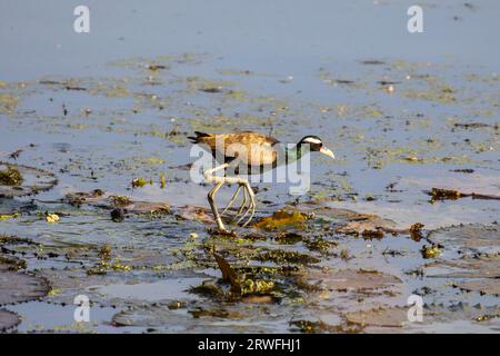 Eine Bronze - winged jacana auf einem See am Jahangirnagar Universität, Dhaka, Bangladesch Stockfoto