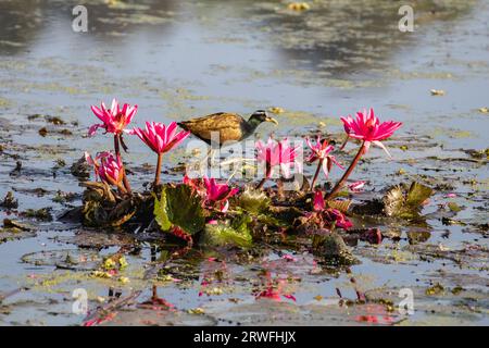 Eine Bronze - winged jacana auf einem See am Jahangirnagar Universität, Dhaka, Bangladesch Stockfoto