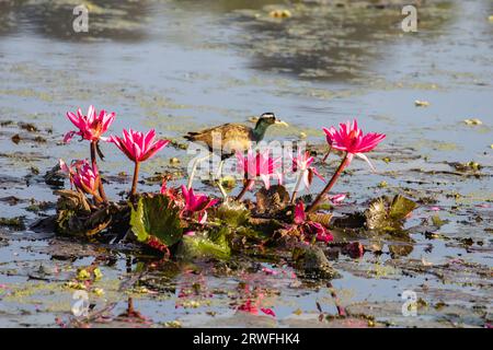 Eine Bronze - winged jacana auf einem See am Jahangirnagar Universität, Dhaka, Bangladesch Stockfoto