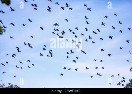 Eine Herde Zugvögel, die über dem Himmel des Jahangirnagar University Lake fliegen. Savar, Dhaka, Bangladesch. Stockfoto