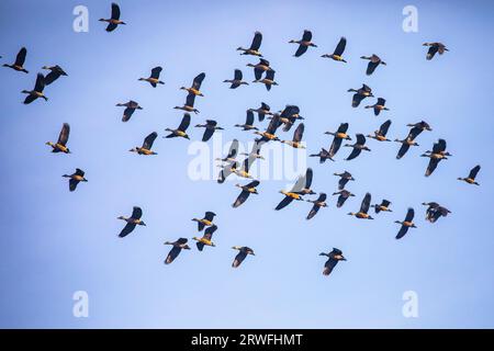 Eine Herde Zugvögel, die über dem Himmel des Jahangirnagar University Lake fliegen. Savar, Dhaka, Bangladesch. Stockfoto