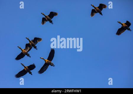 Eine Herde Zugvögel, die über dem Himmel des Jahangirnagar University Lake fliegen. Savar, Dhaka, Bangladesch. Stockfoto