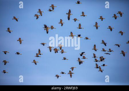 Eine Herde Zugvögel, die über dem Himmel des Jahangirnagar University Lake fliegen. Savar, Dhaka, Bangladesch. Stockfoto