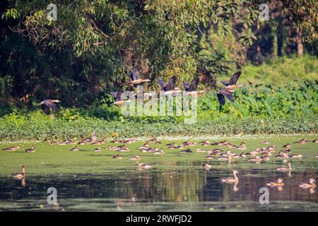 Zugvögel, kleine Pfeifente, lokal Choto Sorali genannt, am Jahangirnagar University Lake. Savar, Dhaka, Bangladesch. Stockfoto