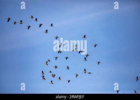 Eine Herde Zugvögel, die über dem Himmel des Jahangirnagar University Lake fliegen. Savar, Dhaka, Bangladesch. Stockfoto