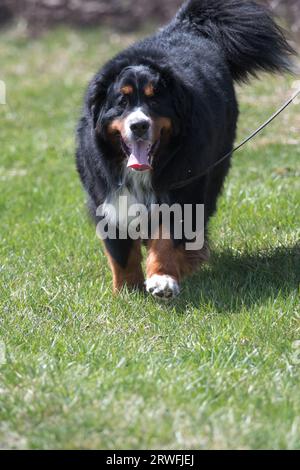 Berner Sennenhund geht spazieren Stockfoto