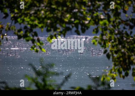 Zugvögel, kleine Pfeifente, lokal Choto Sorali genannt, am Jahangirnagar University Lake. Savar, Dhaka, Bangladesch. Stockfoto