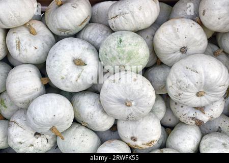 Viele weiße japanische Hokkaido Kabocha-Kürbisse Stockfoto