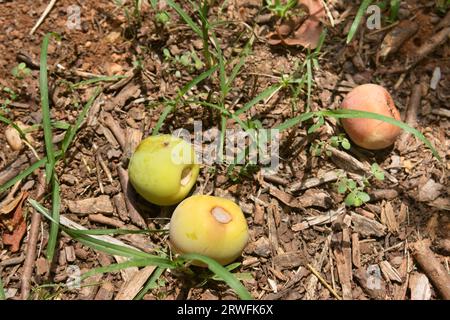 Einige Persimmon auf dem Boden aufgrund des Wasser- und Hagelsturms, der Verluste für den Landwirt verursacht, der auf eine landwirtschaftliche Versicherung wartet Stockfoto