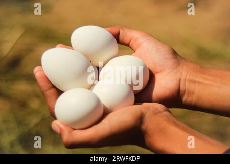 Hühnereier isoliert auf Mädchenhand vor natürlichem Hintergrund. Weiße Eier vor verschwommenem Hintergrund von Hand isoliert. Eier bereit zum Schlüpfen.Protein Stockfoto