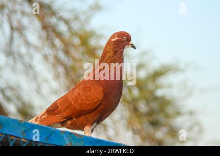 Nahaufnahme von wunderschönen Tauben. Blick auf Tauben vor Taubenkäfigen. Tauben im städtischen Umfeld. Zieltaube oder Tragetaube. Rennfahrer. Stockfoto