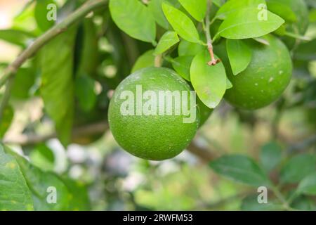 Schließen Sie die grüne Pomelo-Frucht an, die an Branch hängt. Grüne Pomelo (Citrus grandis) Pomelos sind die größten Obstorangen. Diese Früchte haben Vitamin C. Stockfoto